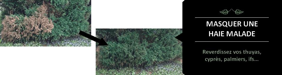 Peinture pour gazon Tendance Herb